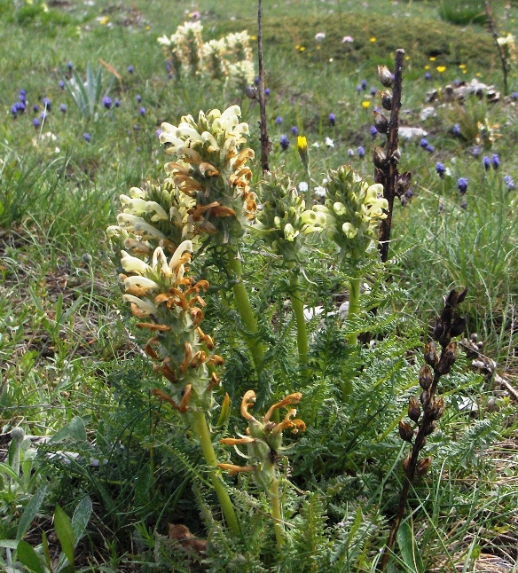 Pedicularis comosa (e P. hoermanniana)